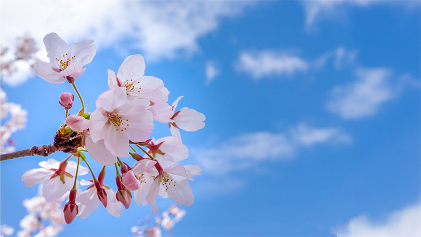 桜